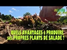 Produire ses plants de salade, quels b�n�fices pour le jardinier ?