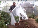 Comment protger les plantes glives ?