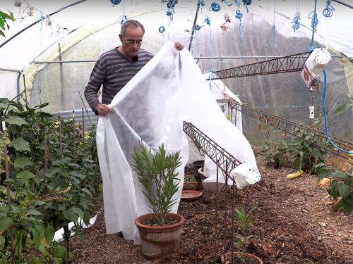 Agrumes sous serre de jardin : Comment les protéger du froid