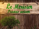 Le merisier, un cerisier qui fait le rgal des oiseaux