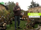 De petits cerisiers rsistants  la scheresse et adapts aux petits jardins