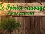 Poirier sauvage, Pyrus pyraster : fiche botanique