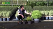 Remplacer le buis : 4 arbustes parfaits pour des haies basses sans soucis