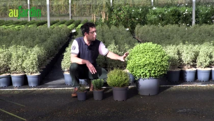 Remplacer le buis : 4 arbustes parfaits pour des haies basses sans soucis