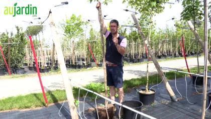 Le rempotage des plantes en pots, quand et pourquoi�?