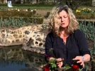 La renoncule des jardins, une fleur capricieuse