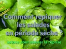 Comment repiquer des salades en p�riode s�che ?
