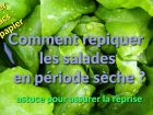 Comment repiquer des salades en période sèche ?