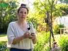 R�ussir la plantation et la culture de la tomate 