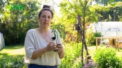 R�ussir la plantation et la culture de la tomate 