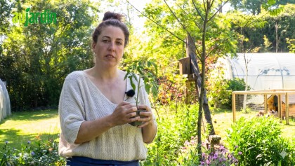R�ussir la plantation et la culture de la tomate 