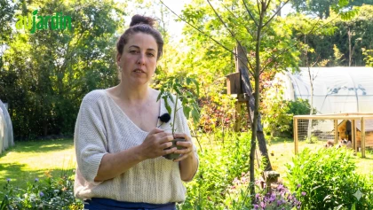 R�ussir la plantation et la culture de la tomate 