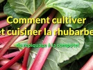 Comment cultiver et r�colter la rhubarbe�? De la plantation � la compote...