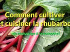 Comment cultiver et récolter la rhubarbe ? De la plantation à la compote...