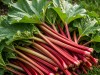 Comment cultiver et r�colter la rhubarbe�? De la plantation � la compote...