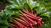 Comment cultiver et r�colter la rhubarbe�? De la plantation � la compote...