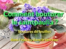 Comment bouturer les feuilles de saintpaulia? 