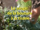 La sauge officinale de la bouture  la tisane