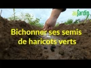 L'art de semer les haricots verts, poquets, lignes et astuces contre le vent