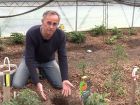 Planter des tomates sous serre