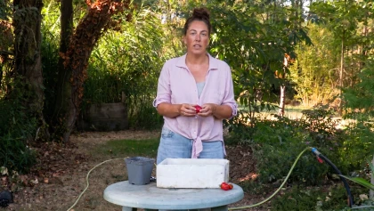 Semis de tomates : la technique naturelle pour des plants vigoureux sans effort
