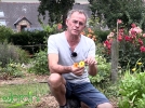 Du souci pour attirer les auxiliaires du jardinier