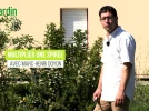 Comment bouturer la spir�e, un arbuste tr�s florif�re ? 