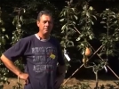 Formes et taille des arbres fruitiers