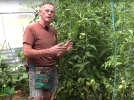 La taille et la conduite des lgumes du soleil