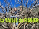 Comment bien tailler un figuier, conseils et astuces