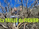 Comment bien tailler un figuier, conseils et astuces