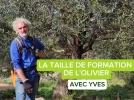 La taille de formation de l'olivier, secrets et techniques essentielles