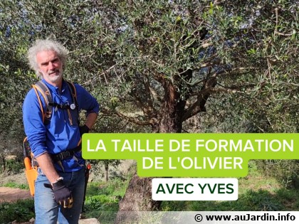 La taille de formation de l'olivier, secrets et techniques essentielles