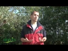 La taille de l'olivier 