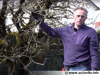 Comment faire une taille de restauration d'un vieux arbre fruitier