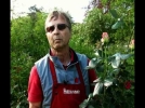 La taille des rosiers