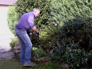 La taille des rosiers en automne