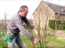 Tailler un arbre fruitier en quenouille