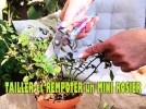 Tailler et rempoter son mini rosier au printemps pour une floraison clatante