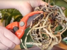 Comment tailler et rempoter un Phalaenopsis pour le faire refleurir ?