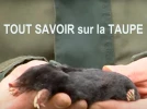 La taupe, un animal �tonnant