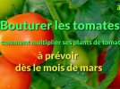 Comment bouturer les tomates?
