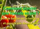 Balcon ou terrasse, comment planter des tomates en pot ?