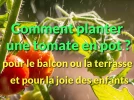 Balcon ou terrasse, comment planter des tomates en pot �?