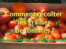 Comment r�colter les graines de tomates ?