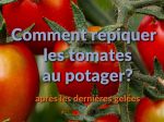 Comment repiquer les tomates au potager ?