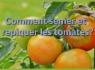 Comment semer et repiquer les tomates ?