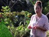 Tomates et canicule : pourquoi elles restent vertes et comment les faire m�rir