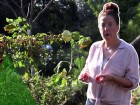 Tomates et canicule : pourquoi elles restent vertes et comment les faire m�rir
