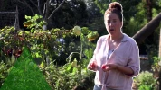 Tomates et canicule : pourquoi elles restent vertes et comment les faire m�rir